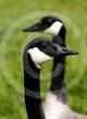 wildlife photograph
Canada geese